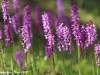 Orchis mascula - 07